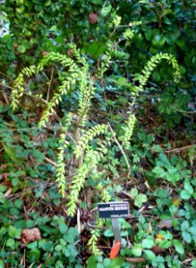 Agapetes_serpens_-_San_Francisco_Botanical_Garden_-_DSC09944