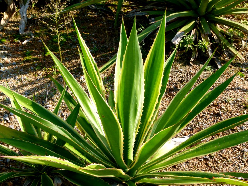 Agave_demeesteriana