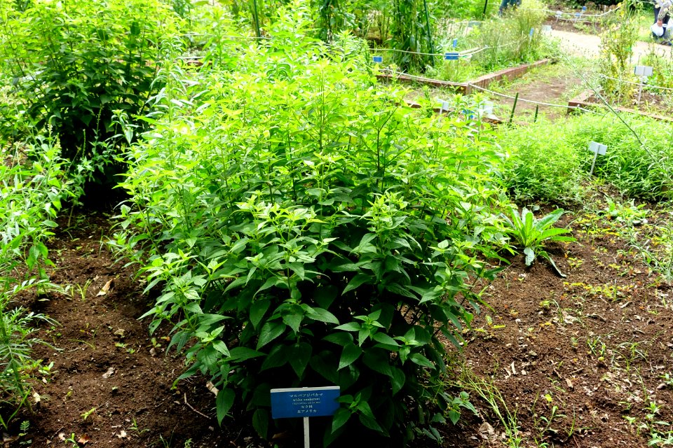 Ageratina_altissima_-_Urban_Greening_Botanical_Garden_-_Kiba_Park_-_Koto,_Tokyo,_Japan_-_DSC05350
