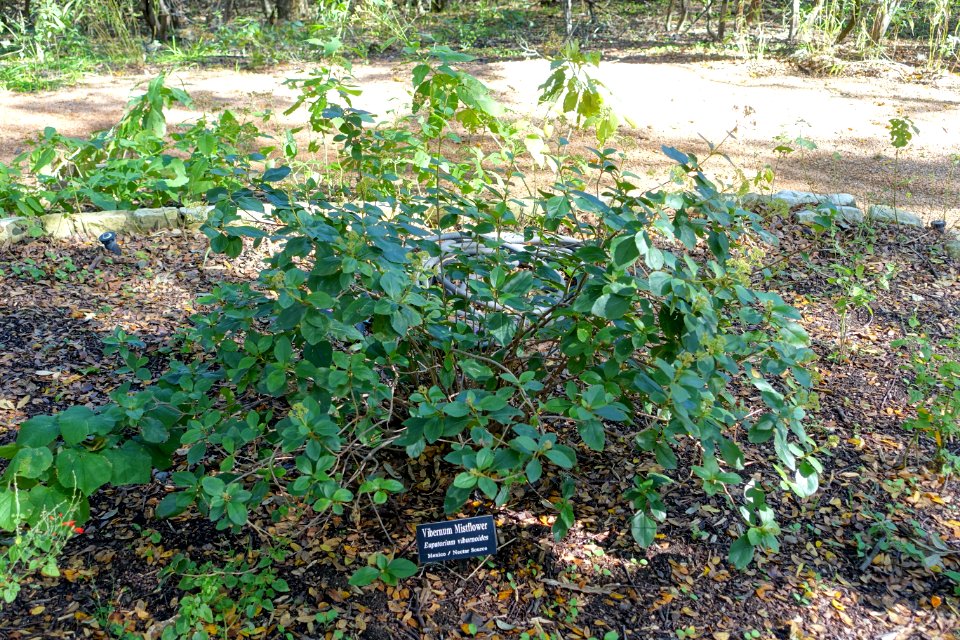 Ageratina_viburnoides_(Eupatorium_viburnoides)_-_Zilker_Botanical_Garden_-_Austin,_Texas_-_DSC09015