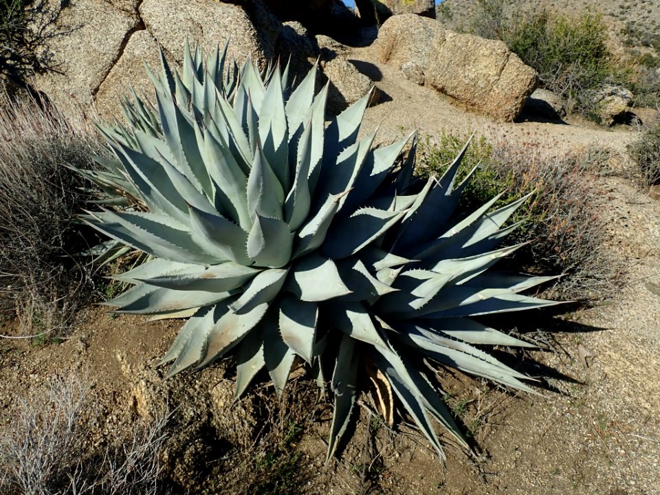 Agave_deserti_61849847