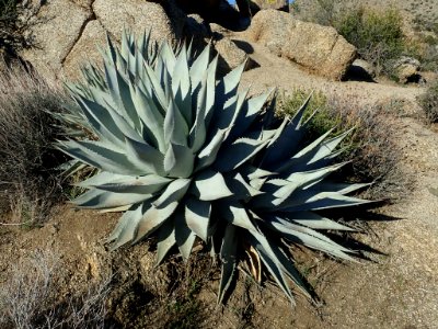 Agave_deserti_61849847