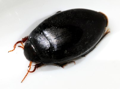 Agabus-bipustulatus-05-fws