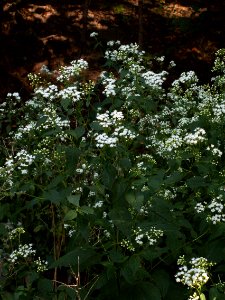Ageratina_altissima,_2015-09-04,_Mount_Lebanon,_03