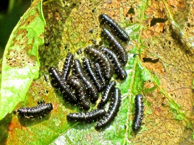 Agelastica_alni_(Alder_leaf_beetle)_larvae,_Arnhem,_the_Netherlands photo