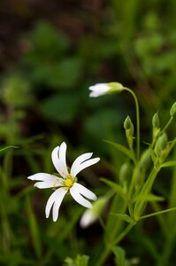 Starwort spring nature