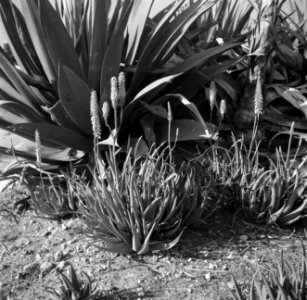 Agaves_en_aloeplanten_op_Aruba,_Bestanddeelnr_252-7945