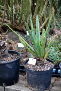 Agave_tequilana_-_Botanischer_Garten,_Dresden,_Germany_-_DSC08417