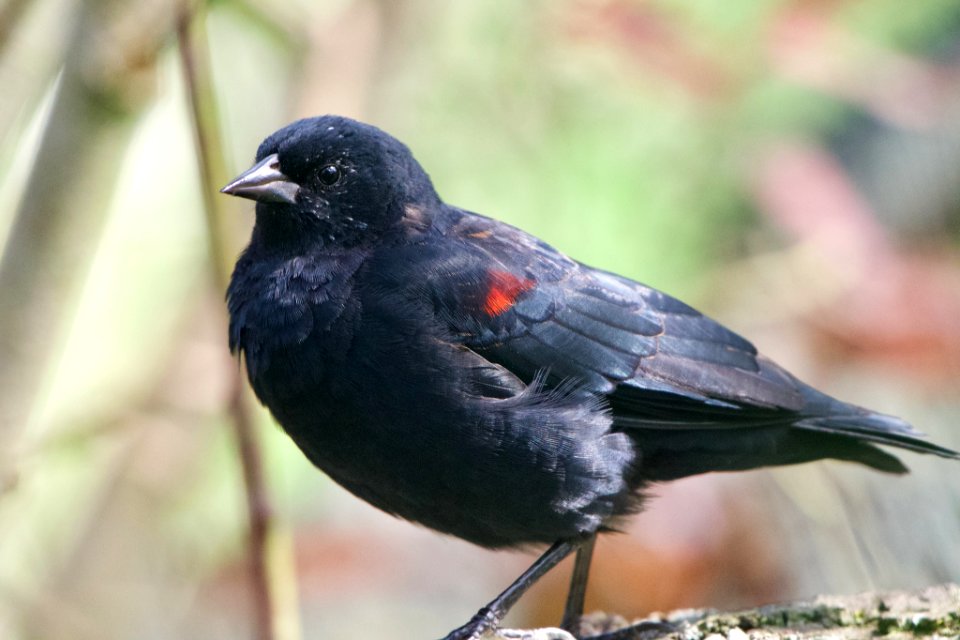 Agelaius_phoeniceus_mailliardorum