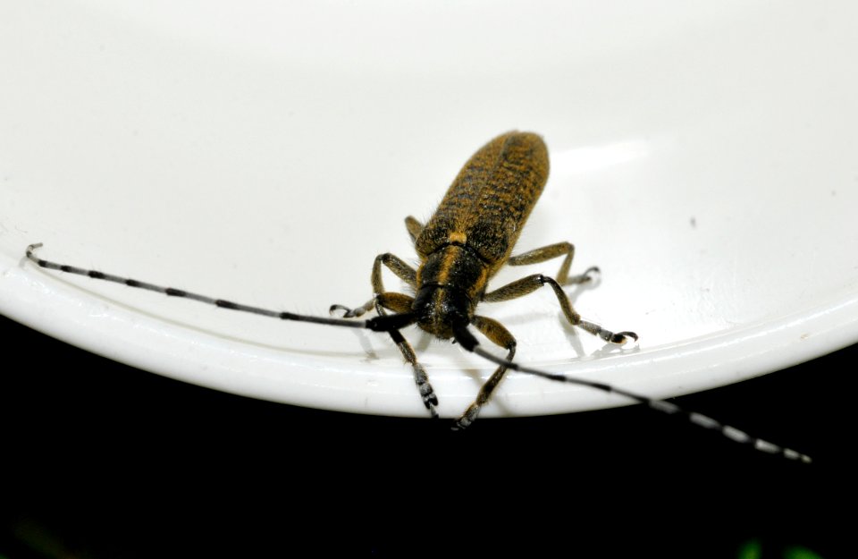 Agapanthia-villosoviridescens-10-fws