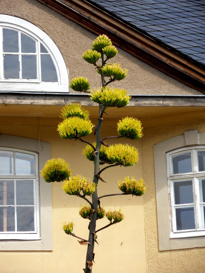 Agave_salmiana_var_ferox_blossom_weimar_2010