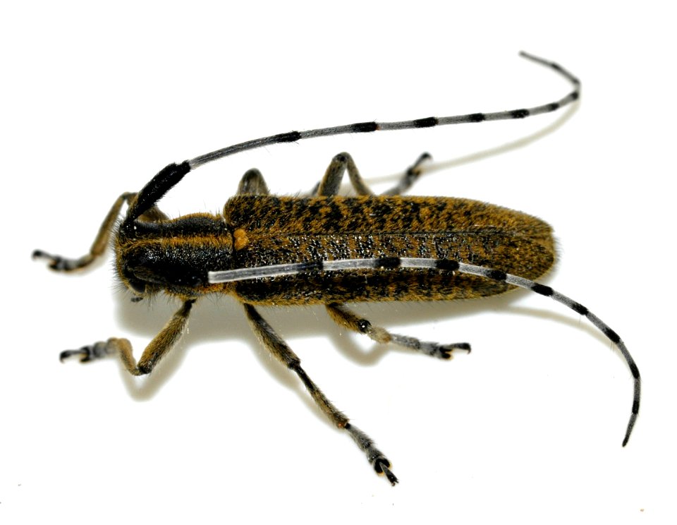 Agapanthia-villosoviridescens-09-fws