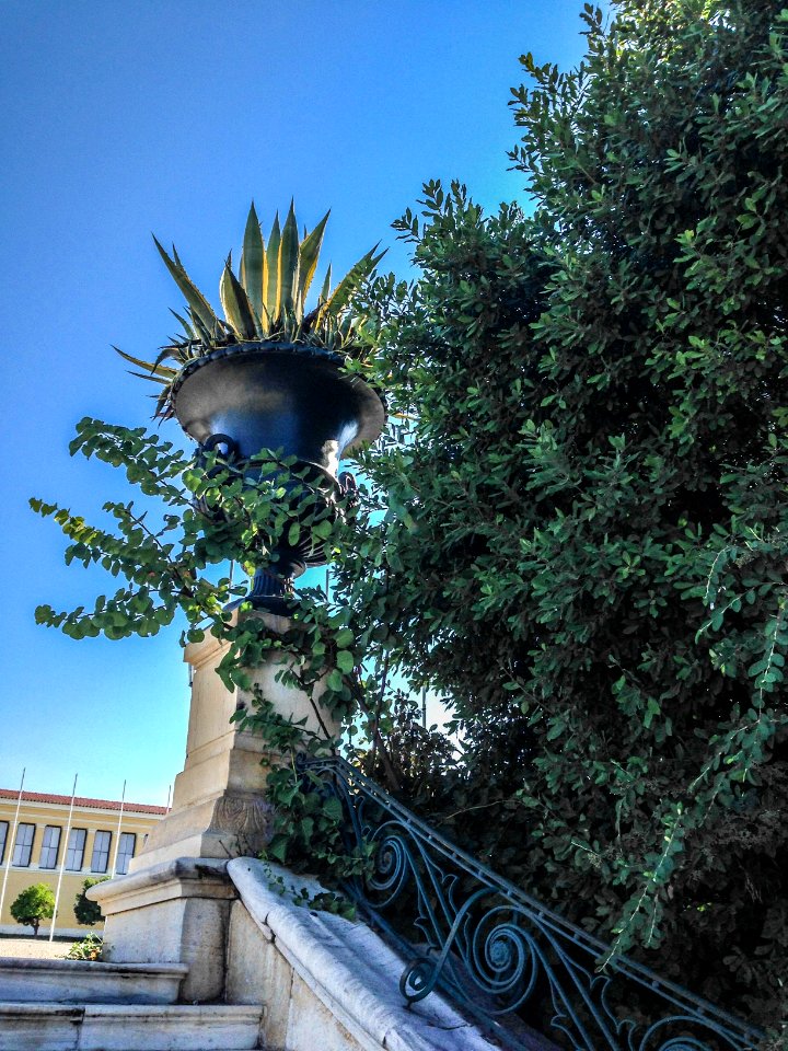 Agave_plant_in_a_beautifull_flowerpot_on_the_stairs_of_Zappeion_Gardens