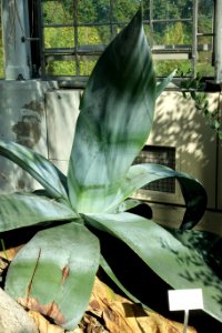 Agave_guiengola_-_Bergianska_trädgården_-_Stockholm,_Sweden_-_DSC00465