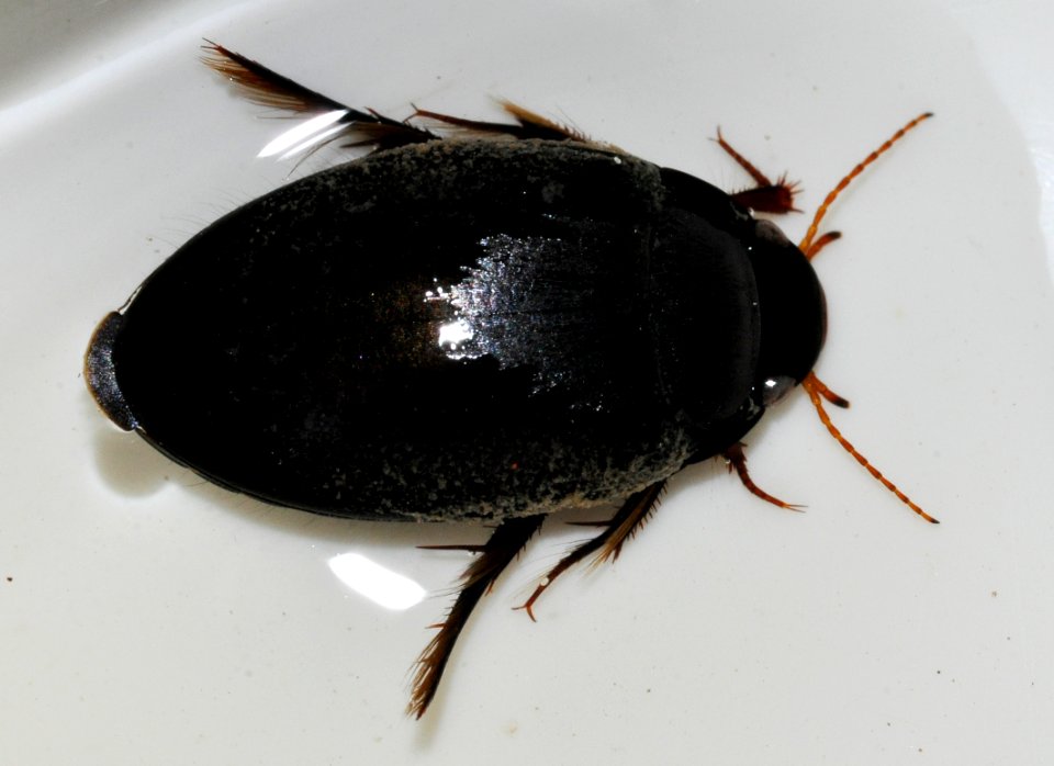 Agabus-bipustulatus-06-fws