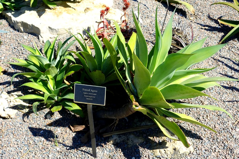 Agave_attenuata_-_Naples_Botanical_Garden_-_Naples,_Florida_-_DSC09924