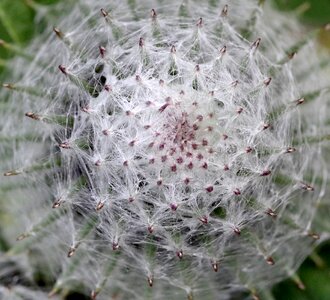 Blooms plant grasshopper