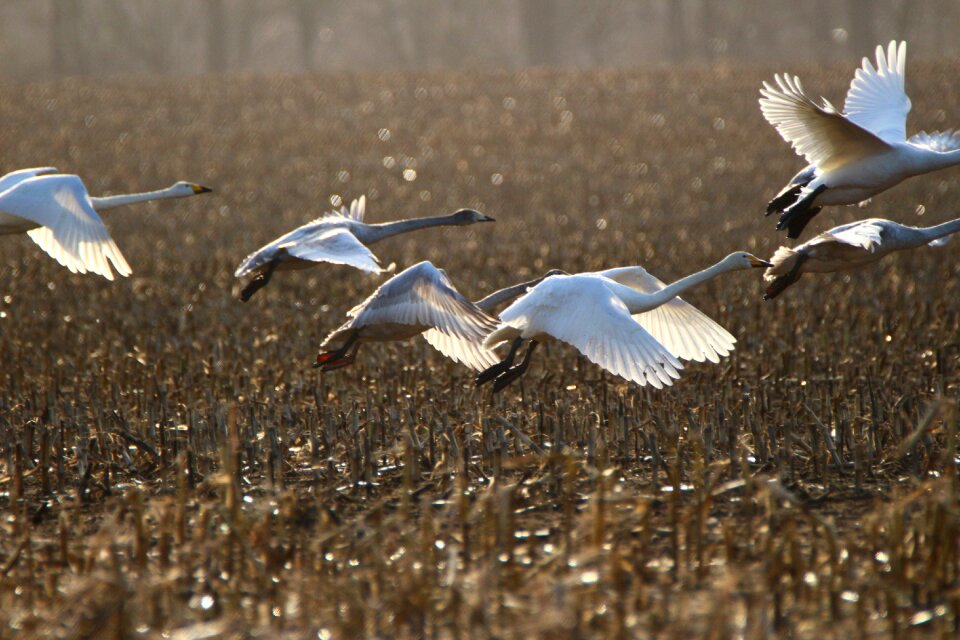 Arable field migratory bird