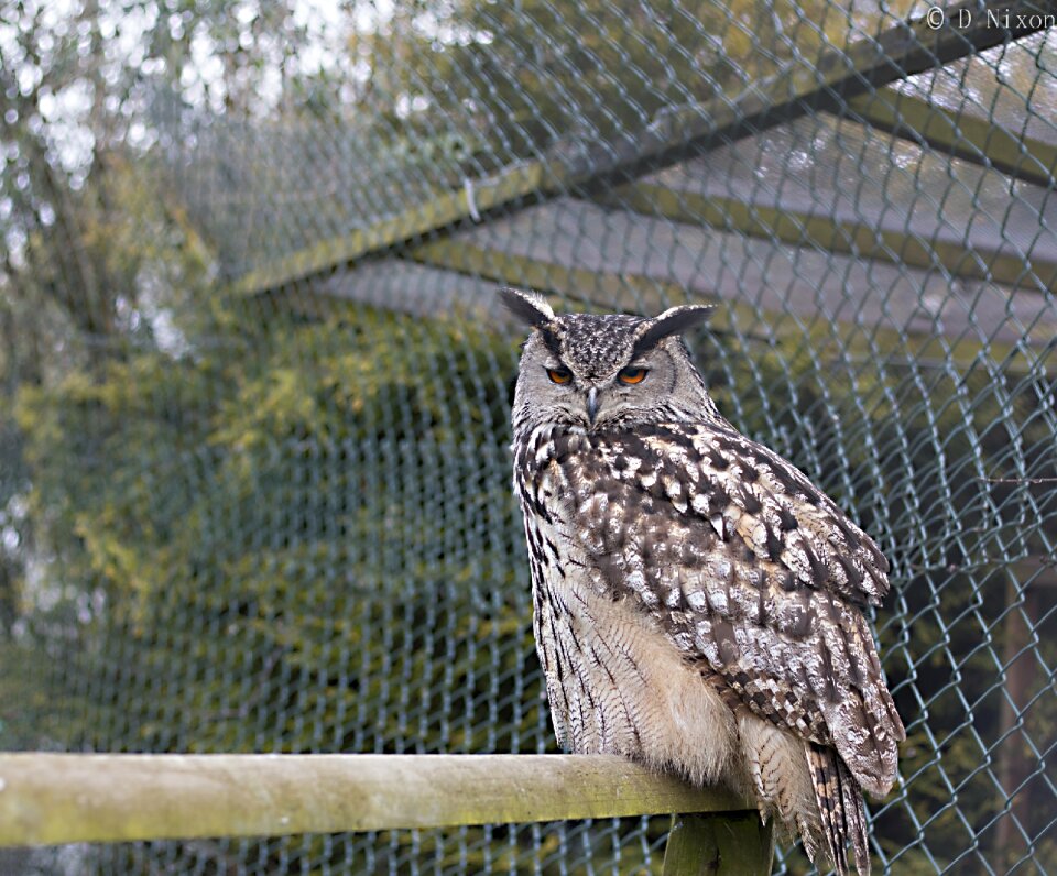Beak prey gray owl