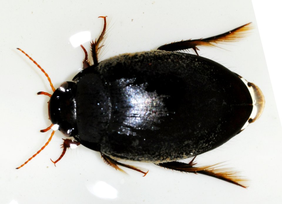 Agabus-bipustulatus-01-fws