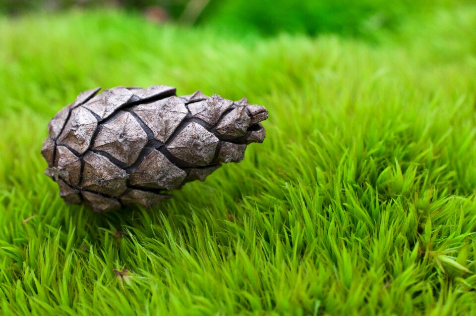 Nature plants decorative