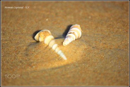 After_Life_In_Beach_(137104631)