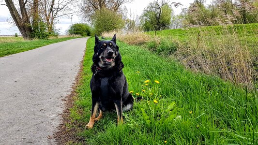 Dog leer ostfriesland vacations
