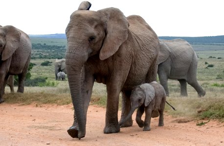 AddoElephants