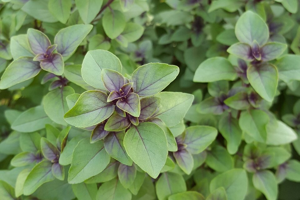Purple basil green leaves ocimum tenuiflorum