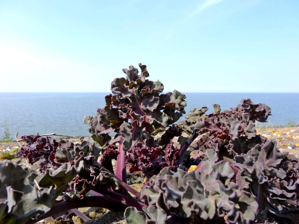 Afsluitdijk_vegetatie