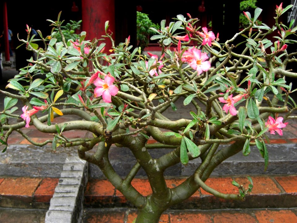 Adenium_obesum_(9)