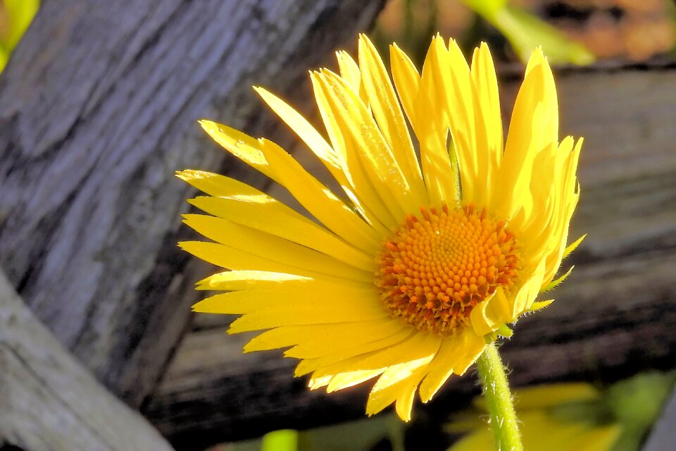 Flower yellow flower spring