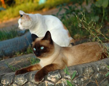 Cat looking eyes siamese cats photo