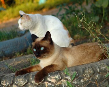 Cat looking eyes siamese cats