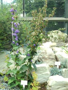 Adenophora_khasiana_-_Palmengarten_Frankfurt_-_DSC01970