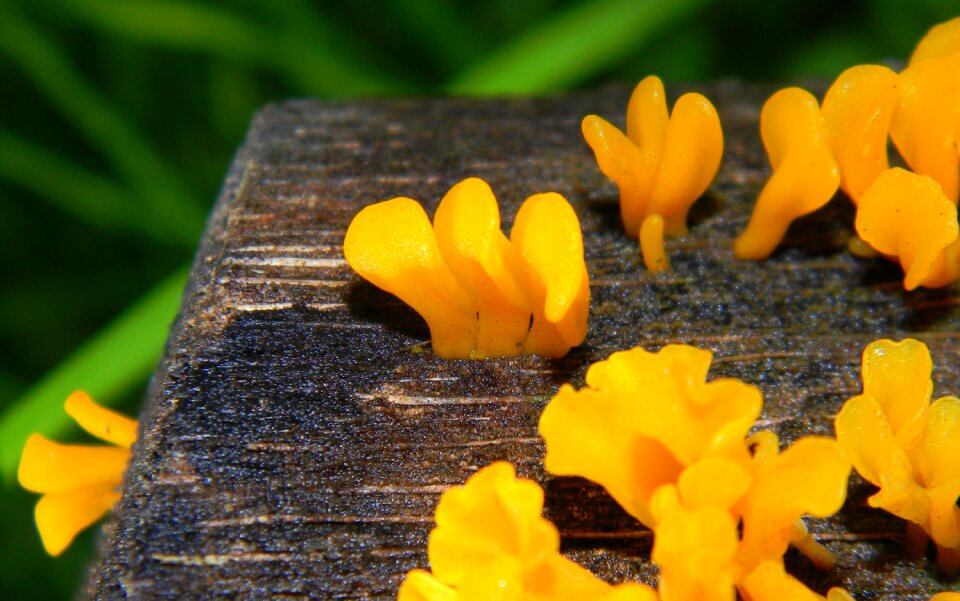 Mushroom nature natural