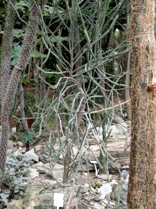 Adenia_subsessilifolia_-_Palmengarten_Frankfurt_-_DSC01662