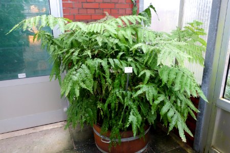 Adiantum_polyphyllum_-_Botanischer_Garten,_Dresden,_Germany_-_DSC08931
