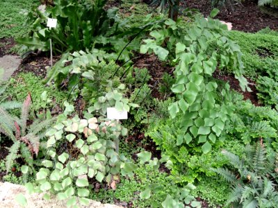 Adiantum_peruvianum_-_Botanischer_Garten_Freiburg_-_DSC06273