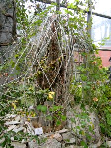 Adenia_fruticosa_-_Palmengarten_Frankfurt_-_DSC01675