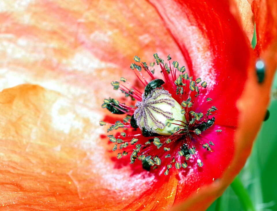 Flower poppy the interior of the