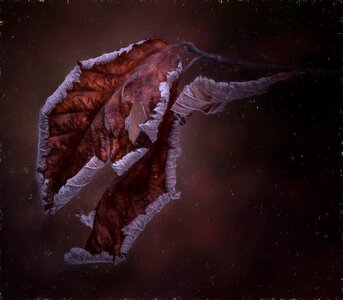 Art leaves dry