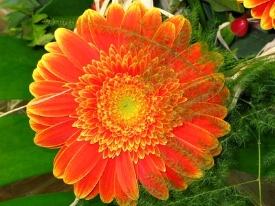 Flower plant nature