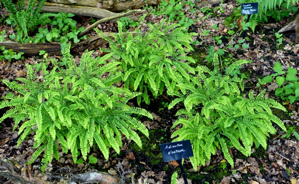 Adiantum_aleuticum_-_RHS_Garden_Harlow_Carr_-_North_Yorkshire,_England_-_DSC01372