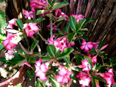 Adenium_obesum_2