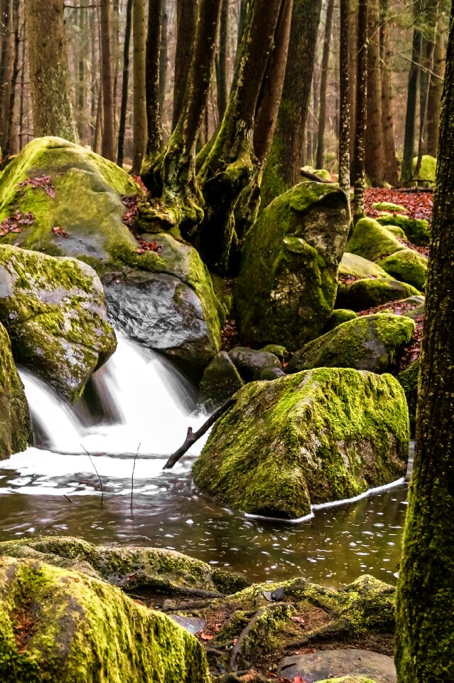 Nature bach river photo