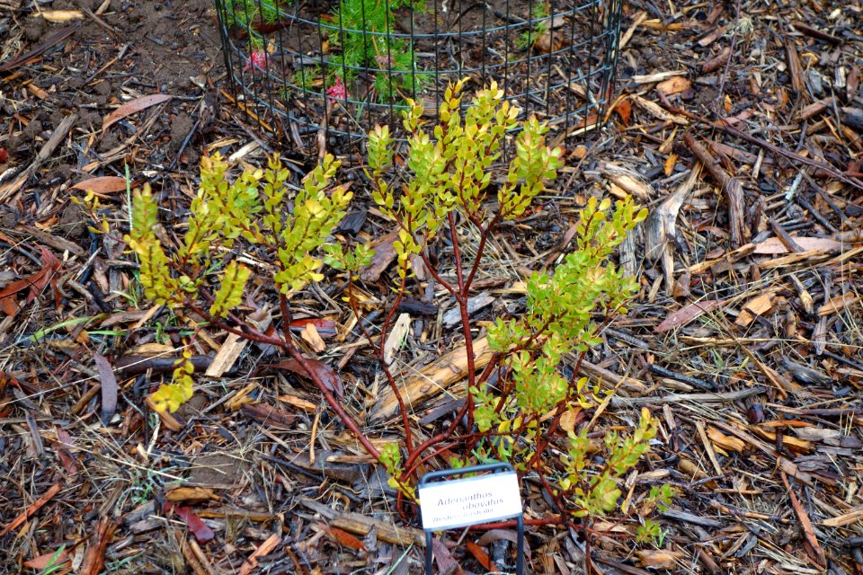 Adenanthos_obovatus_-_UC_Santa_Cruz_Arboretum_-_DSC07389