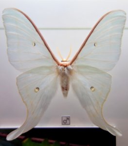 Actias_artemis_-_National_Museum_of_Nature_and_Science,_Tokyo_-_DSC07450