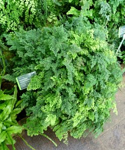 Adiantum_raddianum_-_Wilhelma_Zoo_-_Stuttgart,_Germany_-_DSC01985