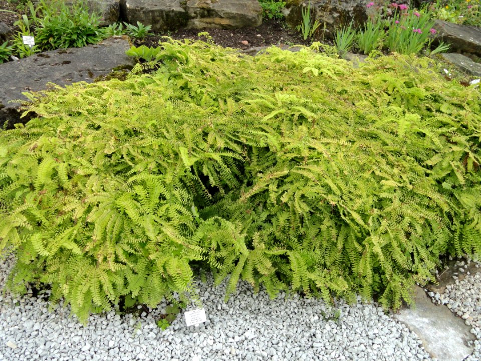 Adiantum_pedatum_-_Palmengarten_Frankfurt_-_DSC02002